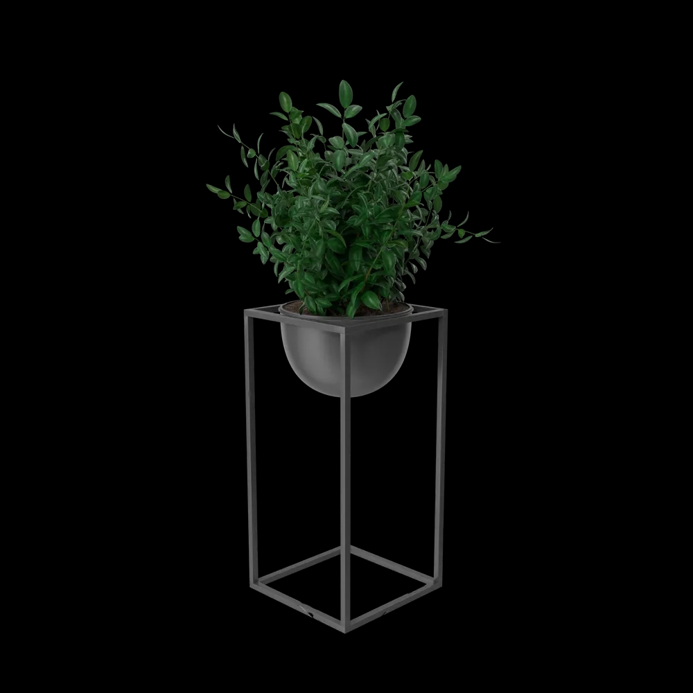 House Showpiece Plant