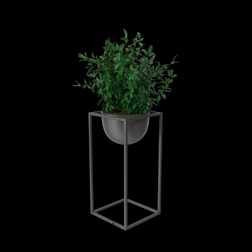 House Showpiece Plant
